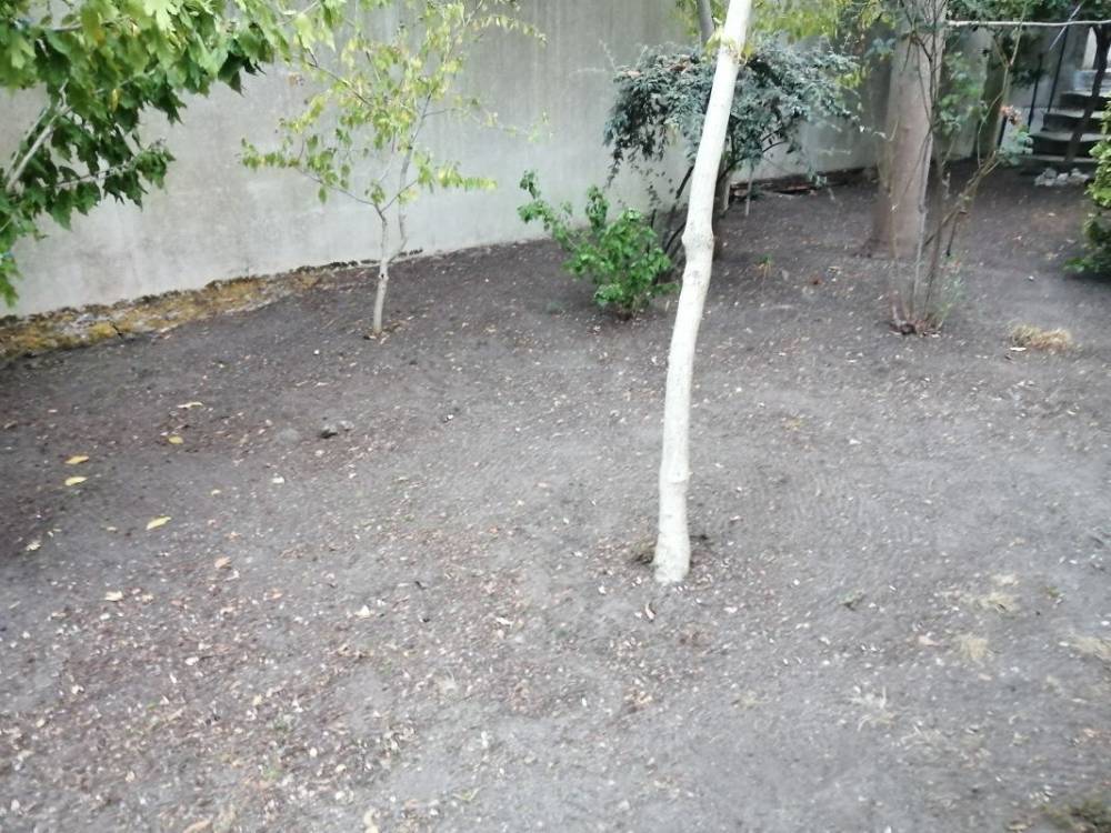 plante-d-arbre