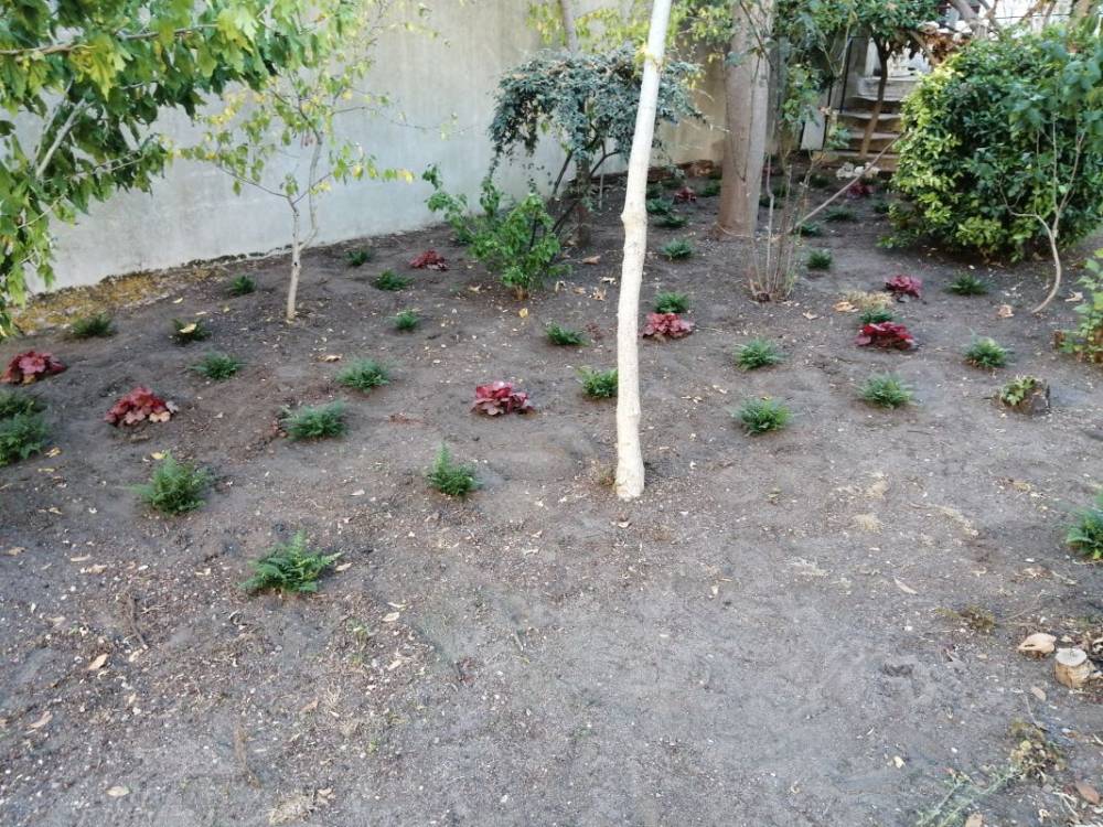 plante-sol