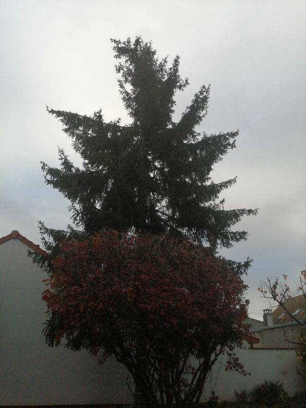Arbre
