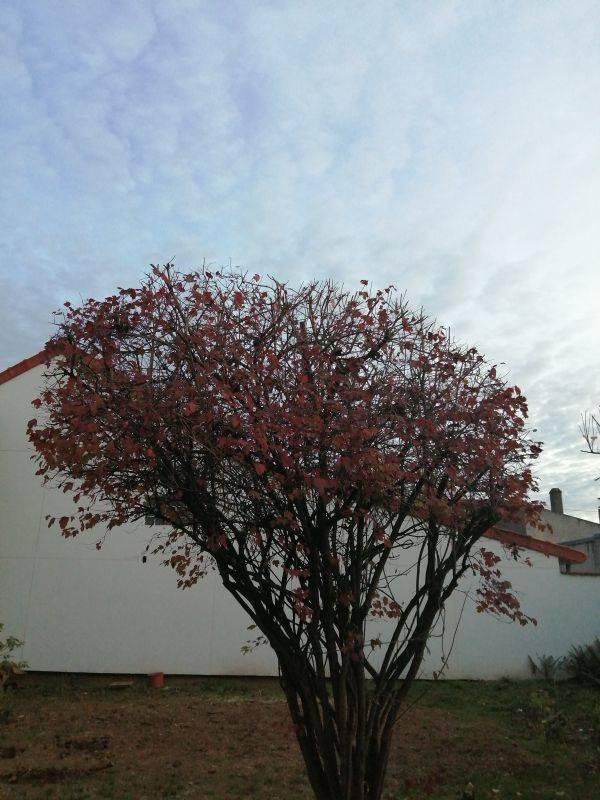taille-arbre