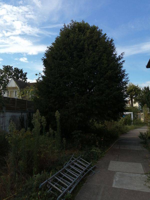 arbre- 2