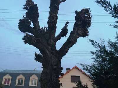 elagage-arbre
