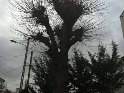 elagage-arbre