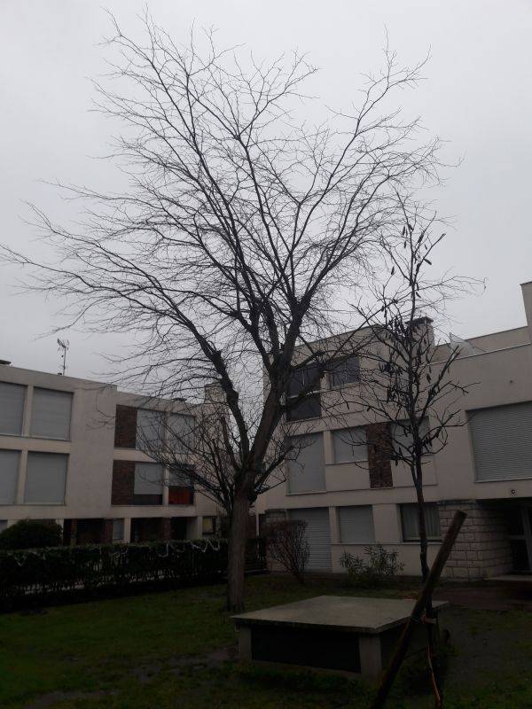 taille-arbre