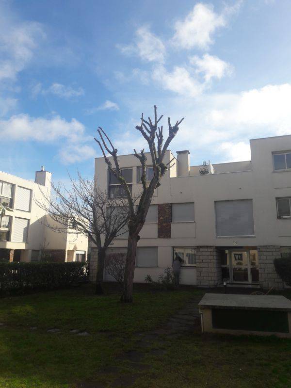 taille-arbre