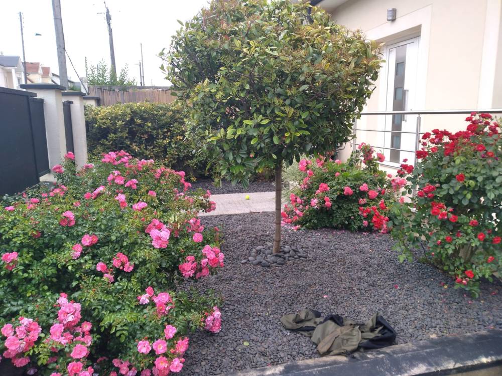 jardin fleuri